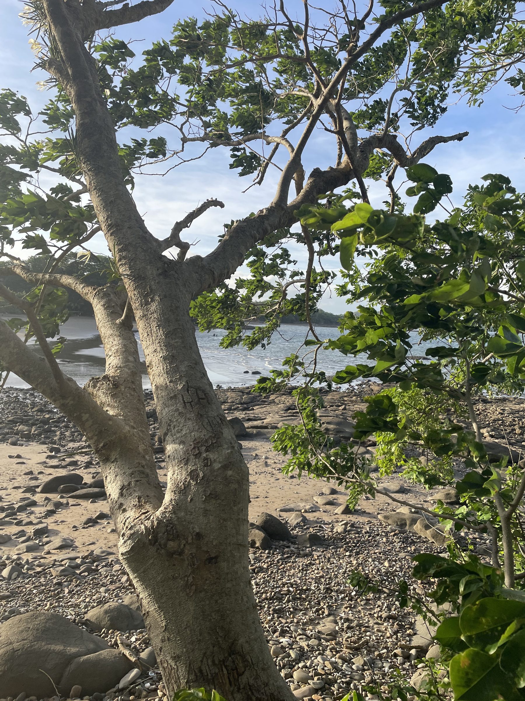 Costa de Chiriquí