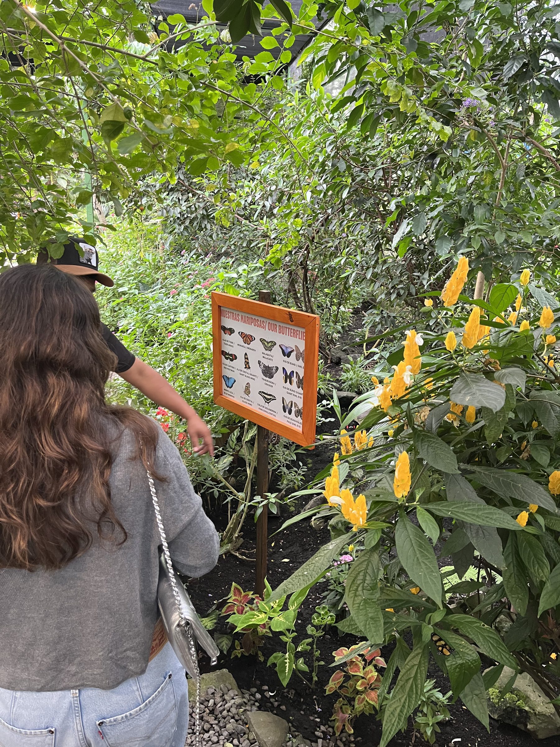 Jardín y mariposas