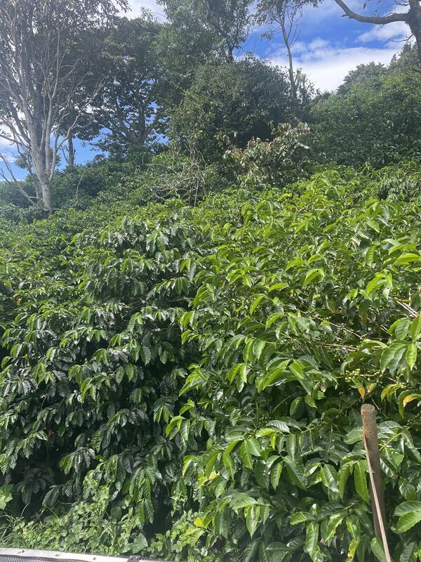 Coffee tour El Plano (Elida Estate)
