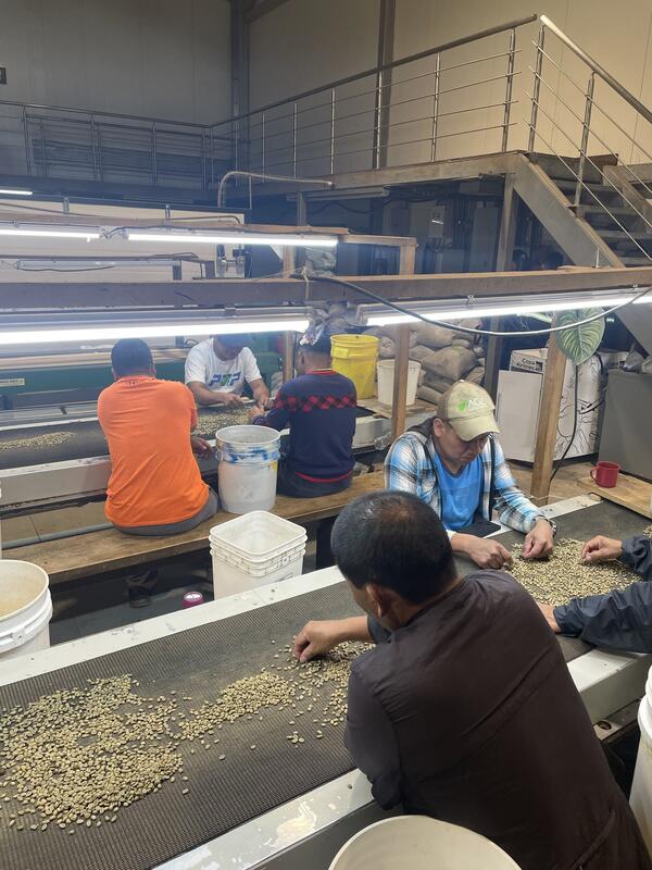 Coffee tour El Plano (Elida Estate)