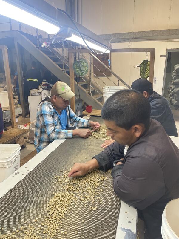 Coffee tour El Plano (Elida Estate)