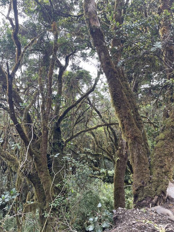 Hiking Volcán Barú