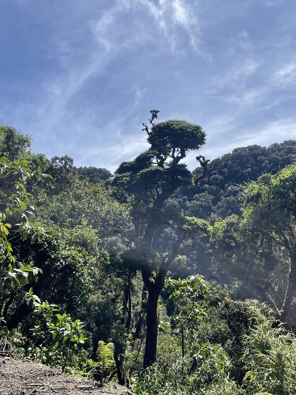 Hiking Volcán Barú