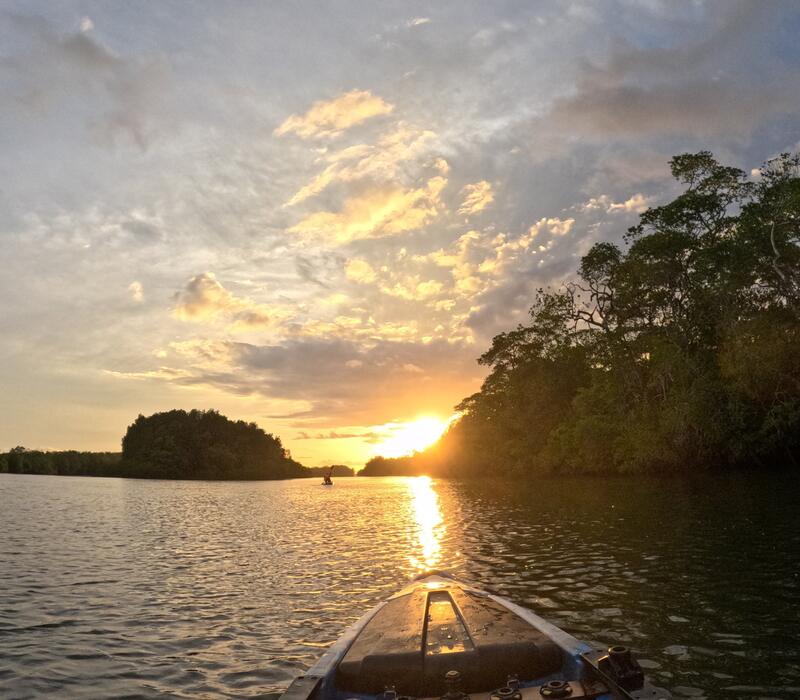 Kayak en manglares de Chiriquí