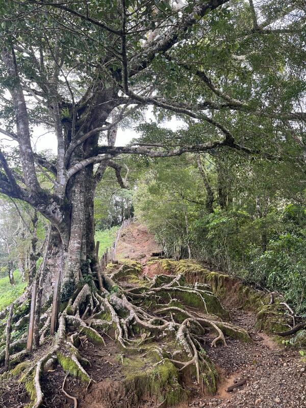 La Artillería (sendero)