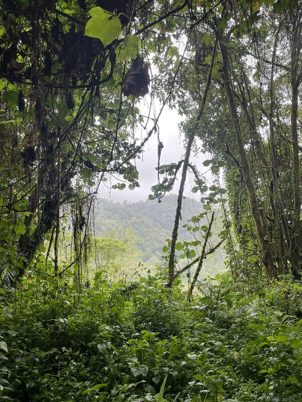 Sendero Los Quetzales (ida y vuelta al mirador)