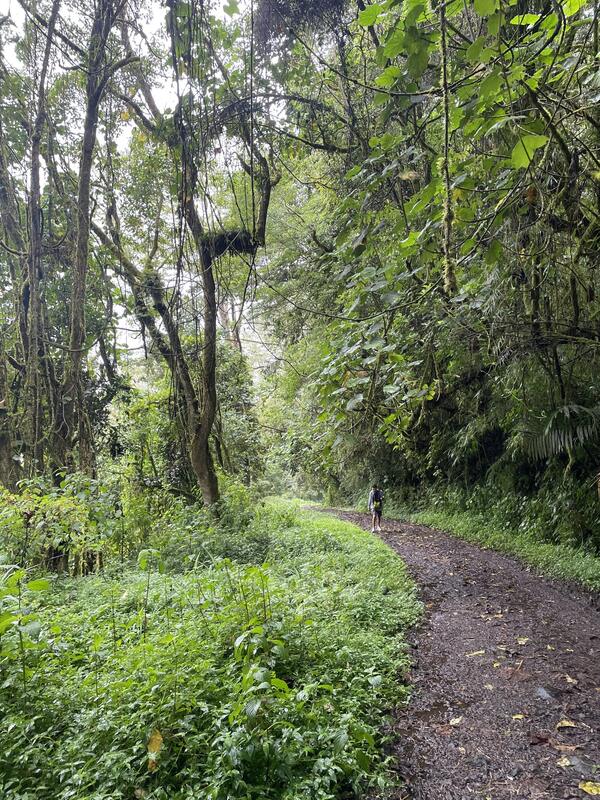 Sendero Los Quetzales (ida y vuelta al mirador)