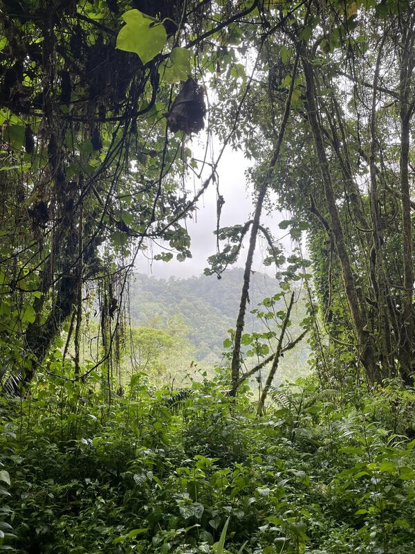 Sendero Los Quetzales (ida y vuelta al mirador)