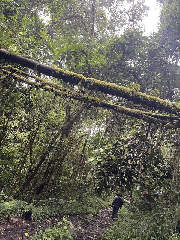 Sendero Los Quetzales (ida y vuelta al mirador)