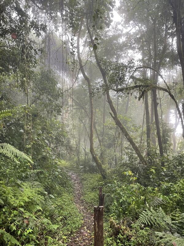 Sendero Los Quetzales (ida y vuelta al mirador)