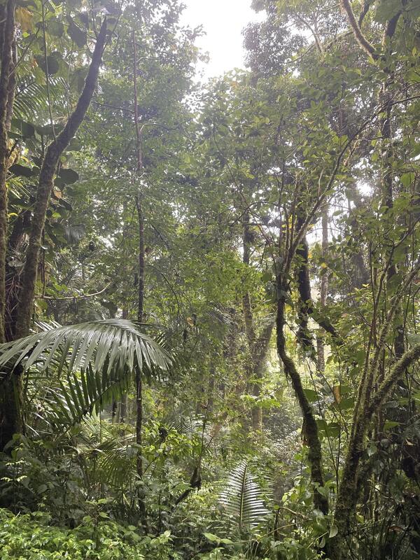 Sendero Los Quetzales (ida y vuelta al mirador)