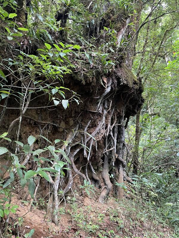 Piedra de Musgo